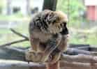 動物図鑑・シロビタイキツネザル 2